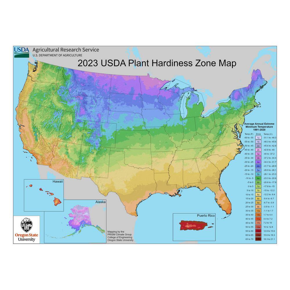 5 Gal. Fern Asparagus Springeri Perennial Plant - Hercitys