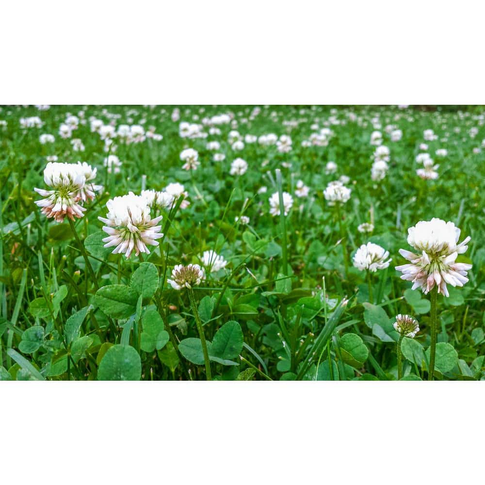 1 lb. White Dutch Clover, Provides Erosion Control - Hercitys