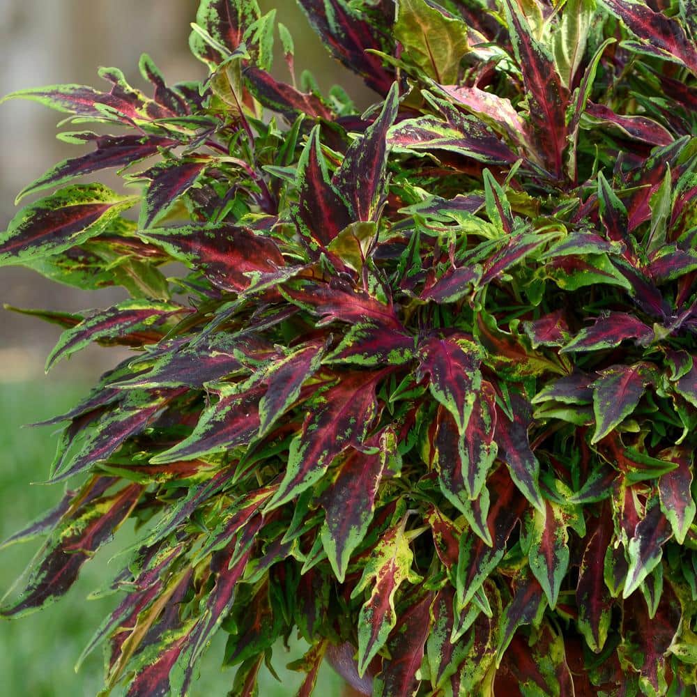 2.5 in. Coleus Flame Thrower Chili Pepper Annual Plant (3-Pack) - Hercitys