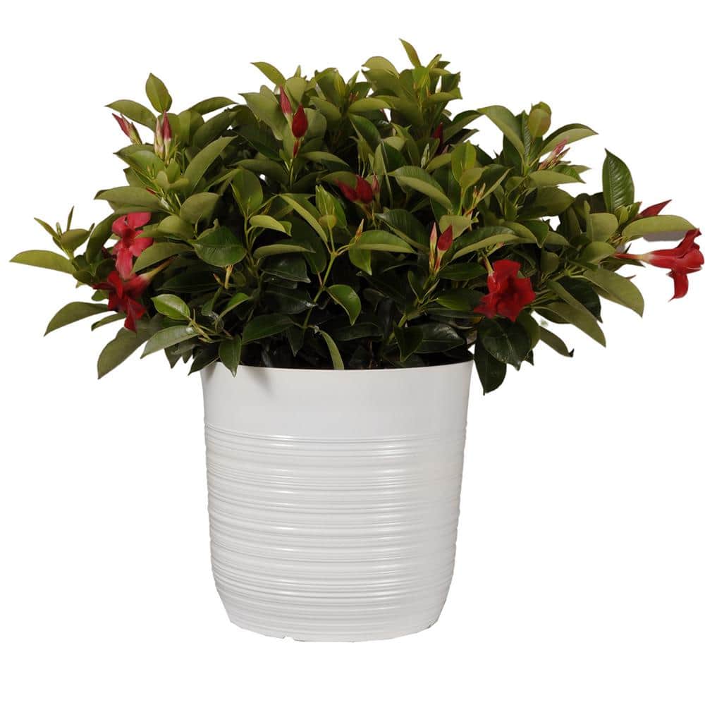 18 in. to 24 in. Tall Dipladenia Bush Red Flowering Plant Live Outdoor Blooming Plant in 10 in. White Decor Pot - Hercitys