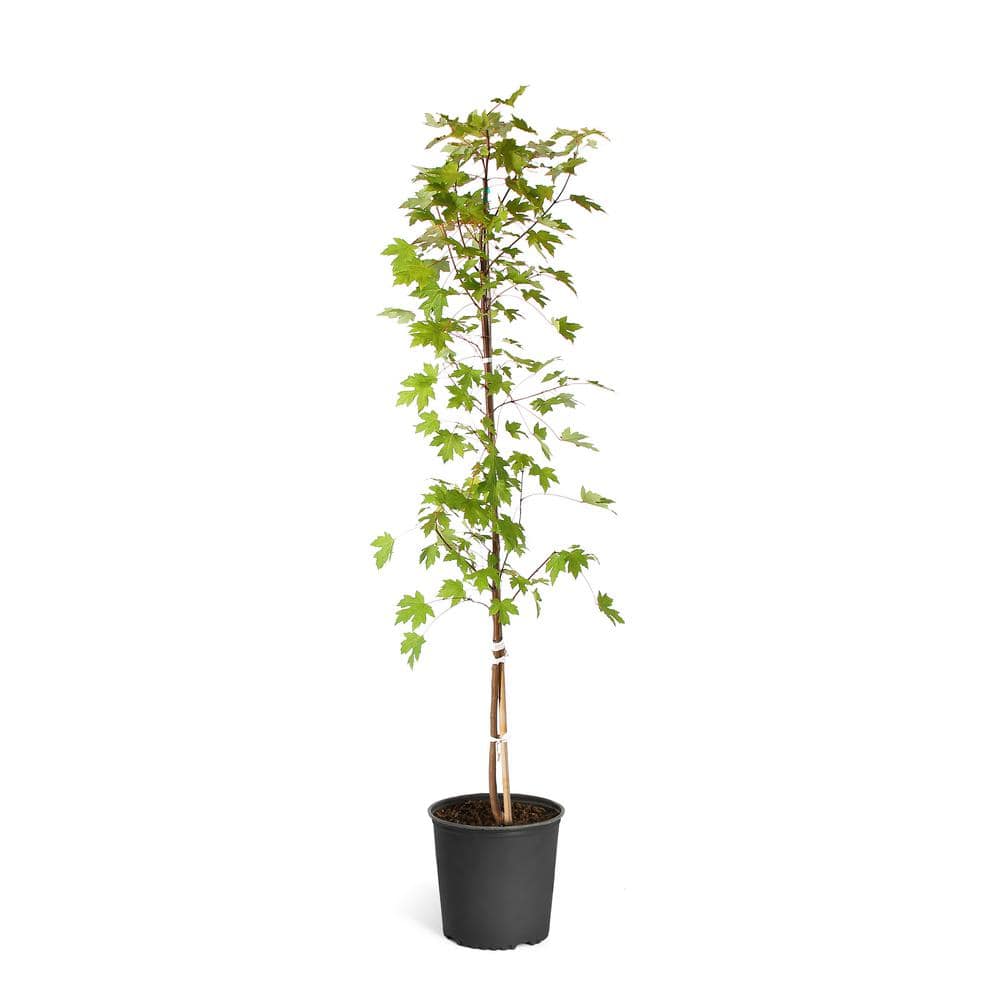 5 ft. to 6 ft. Tall 5 Gal. Autumn Blaze Maple Tree - Hercitys