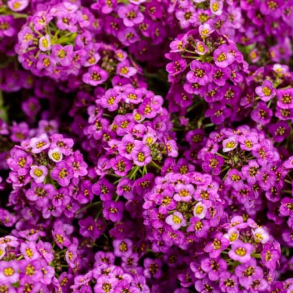 4.25 in. Eco+Grande, Violet Knight Sweet Alyssum (Lobularia), Live Plant, Purple Flowers (4-Pack) - Hercitys