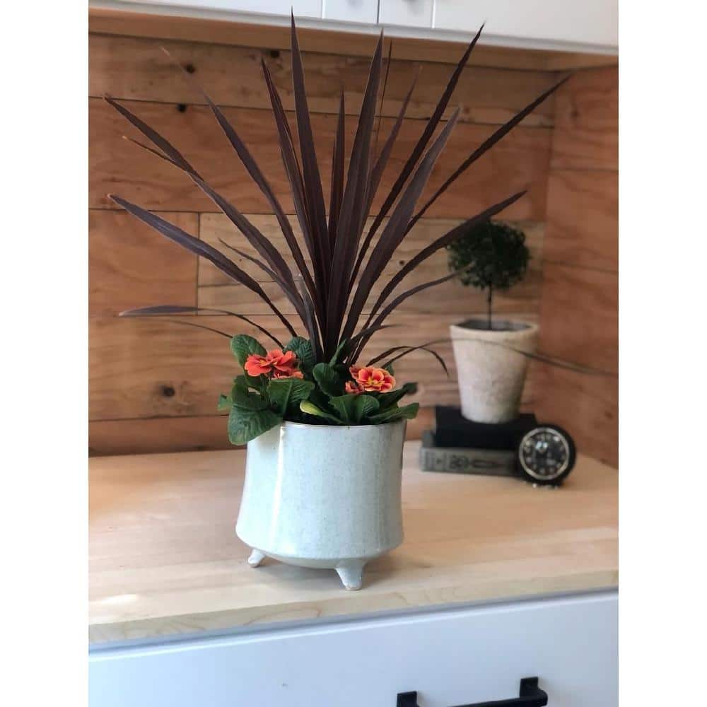 1.0 Qt. Annual Grass Cordyline Australis Red Star (4-Pack) - Hercitys