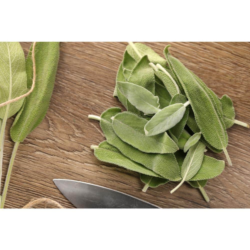 4.25 in. Eco+Grande Garden Sage (Salvia officinalis) Live Herb Plant (4-Pack) - Hercitys