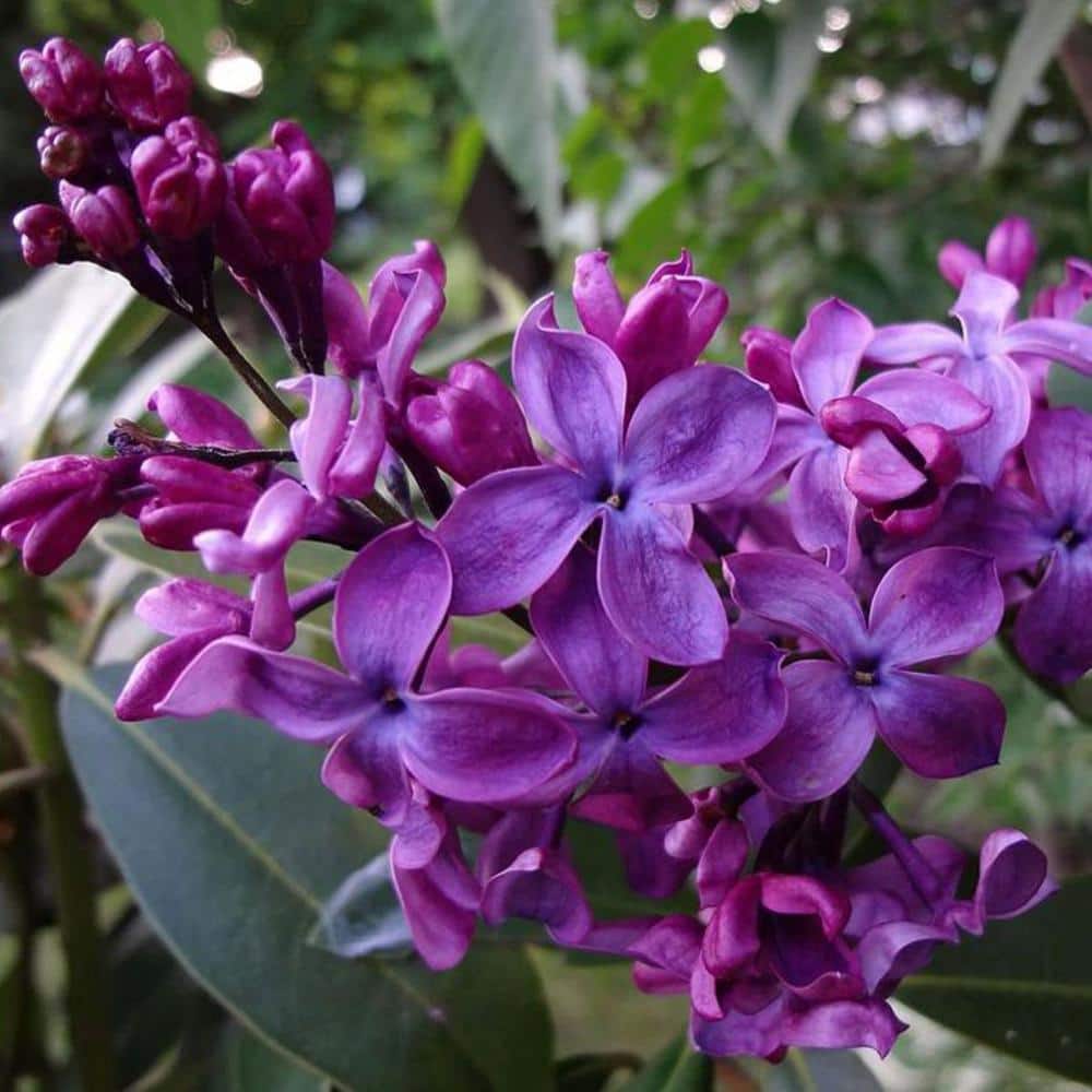 2.5 qt. Lilac Yankee Doodle (Syringa) Live Shrub, Dark Purple Fragrant Flowers - Hercitys