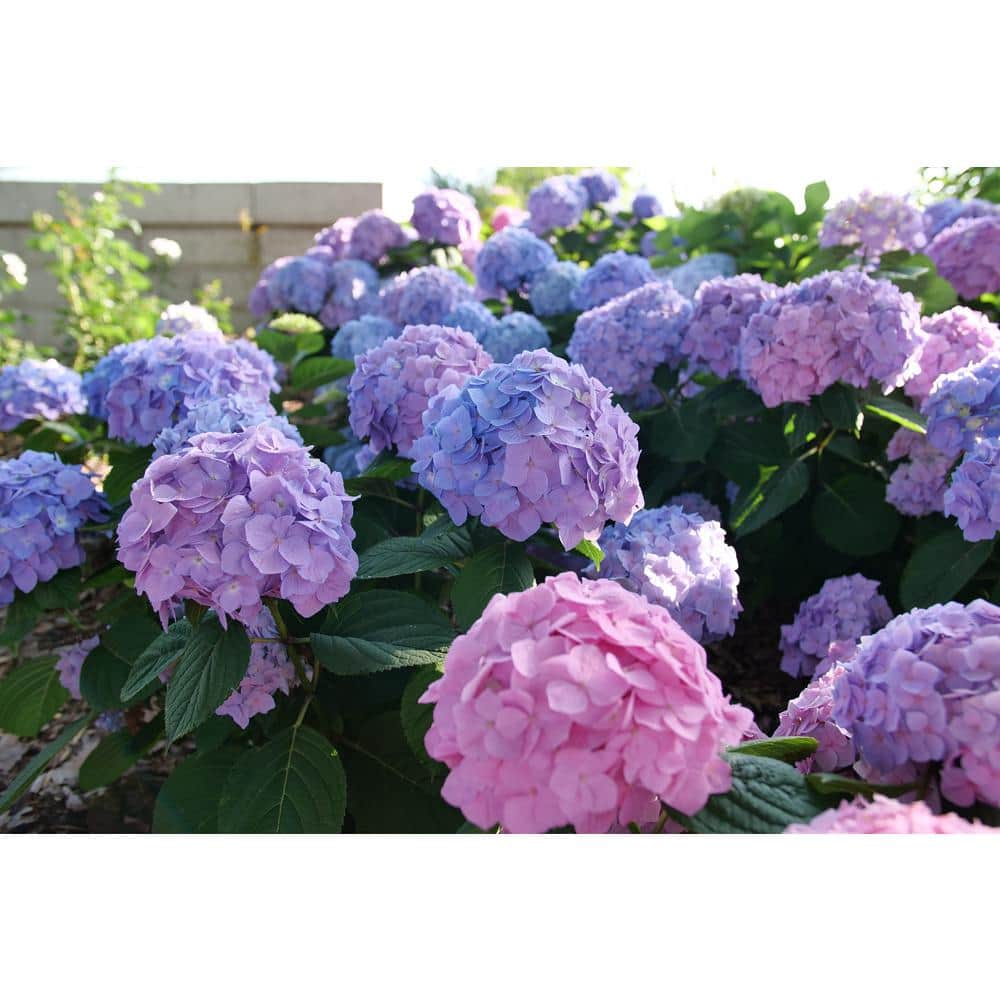 4.5 in. qt. Let’s Dance Sky View Reblooming Hydrangea (macrophylla x serrata) Live Shrub Plant with Multicolor Flowers - Hercitys