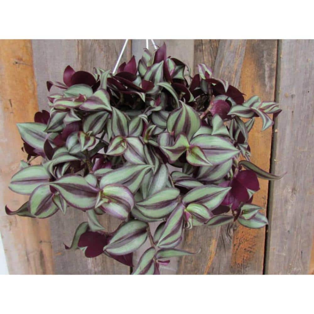 1.8 Gal. Tradescantia Zebrina Purple in 11 In. Hanging Basket - Hercitys