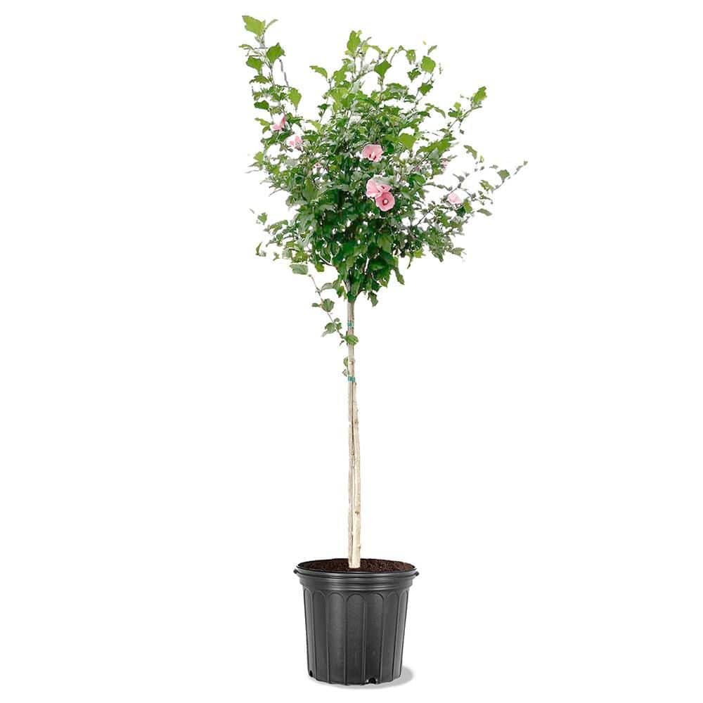 5 gal. Red Althea, Rose of Sharon, Deciduous, Tree Form - Hercitys