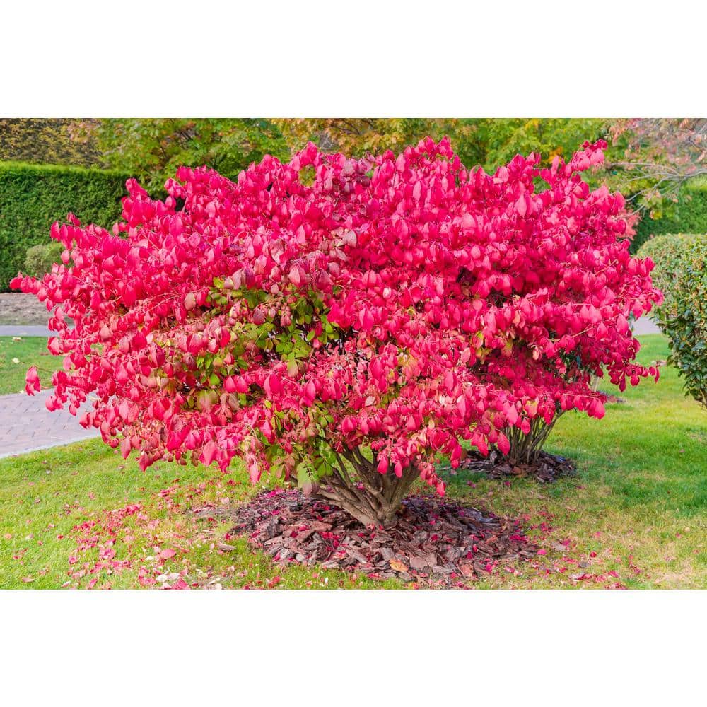 5 Gal. Dwarf Burning Bush Shrub With Compact Fiery Red Fall Color - Hercitys