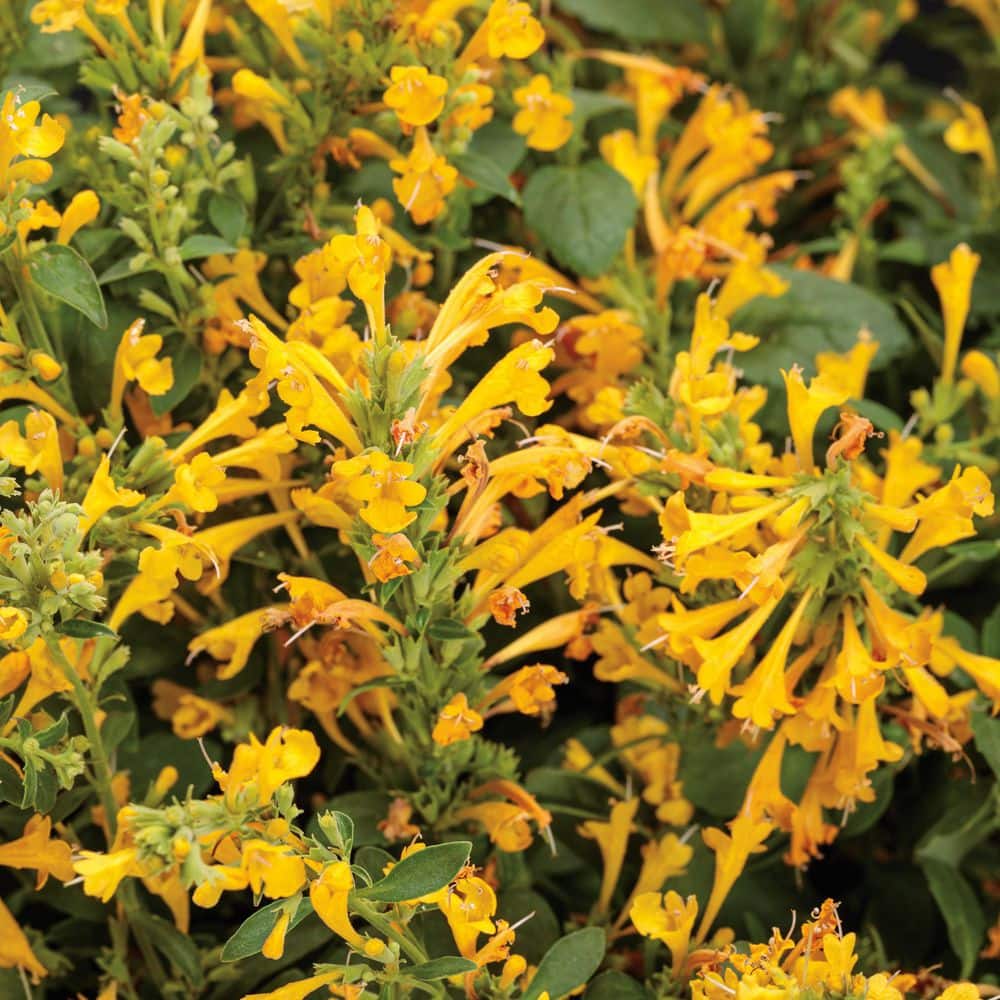 4.25 in. Eco+ Grande ‘Maestro Gold’ Hyssop (Agastache hybrid) Live Annual Plant with Yellow Flowers 4-Pack - Hercitys