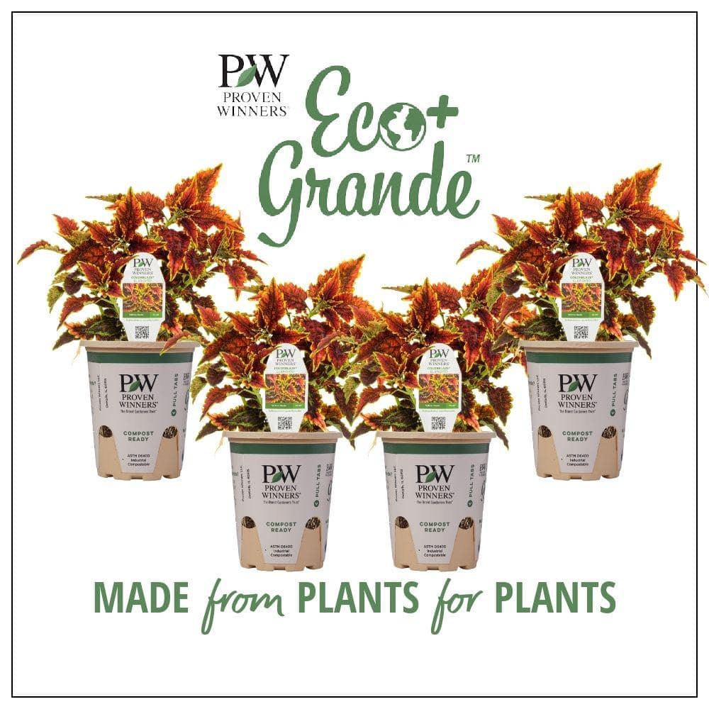 4.25 in. Eco+Grande, ColorBlaze El Brighto (Coleus) Live Plant Varigated Foliage (4-Pack) - Hercitys