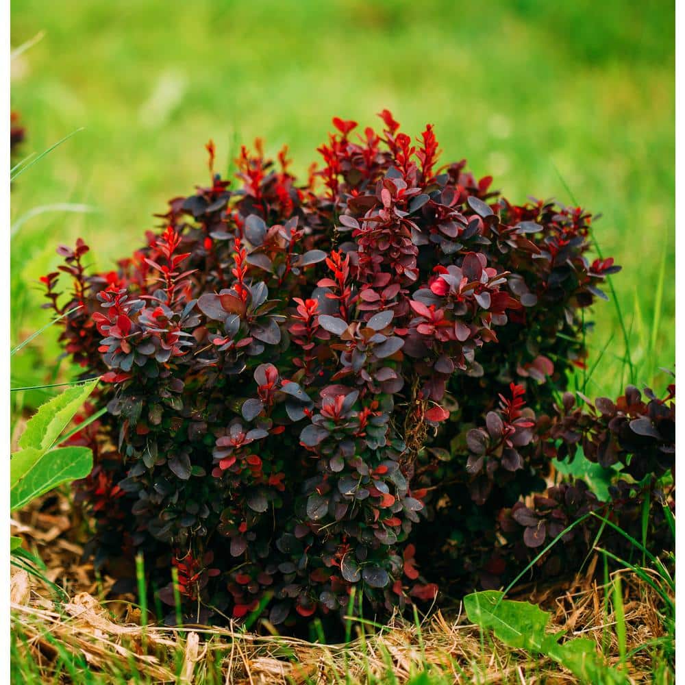 1 Gal. Royal Burgundy Compact Barberry Shrub with Richly Colored Foliage and Little Maintenance Required - Hercitys