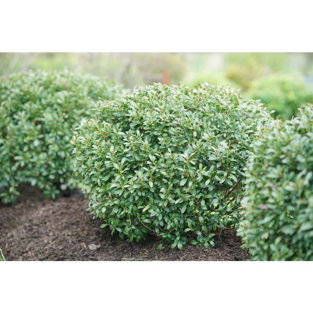 2 Gal. Strongbox Inkberry Holly (Ilex) Live Shrub - Hercitys