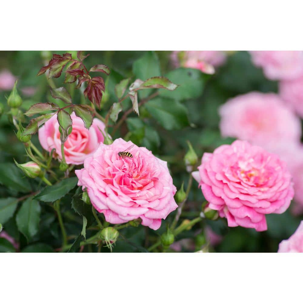 1 Gal. Sweet Drift Rose Bush with Pink Flowers - Hercitys