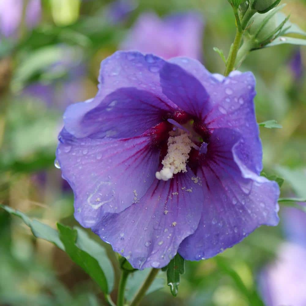 2 Gal. Paraplu Violet Rose of Sharon (Hibiscus) Shrub with Blue-Violet Flowers - Hercitys