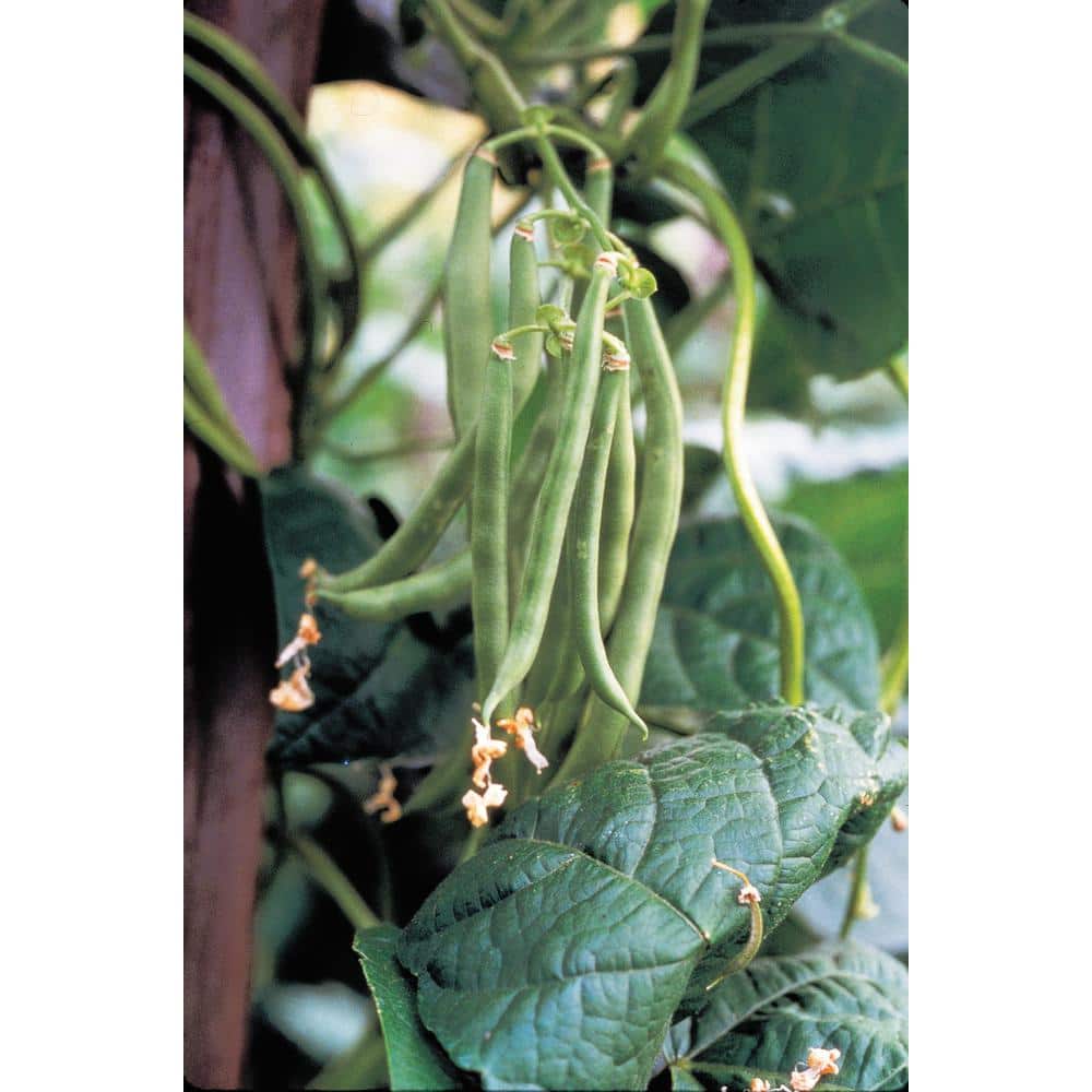 0.5 lb. Bush Bean Blue Lake 274 (Seed Packet) - Hercitys