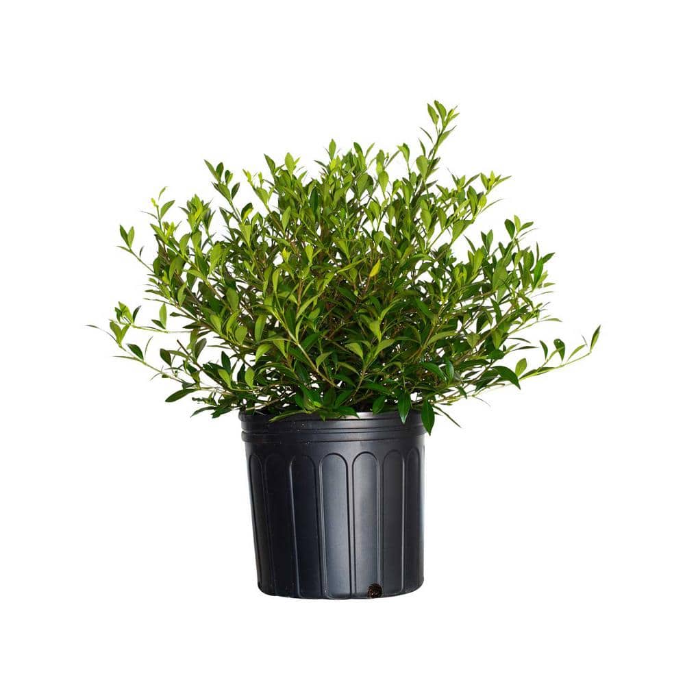 2.5 Gal – Radicans Gardenia, Live Evergreen Shrub, White Fragrant Blooms - Hercitys