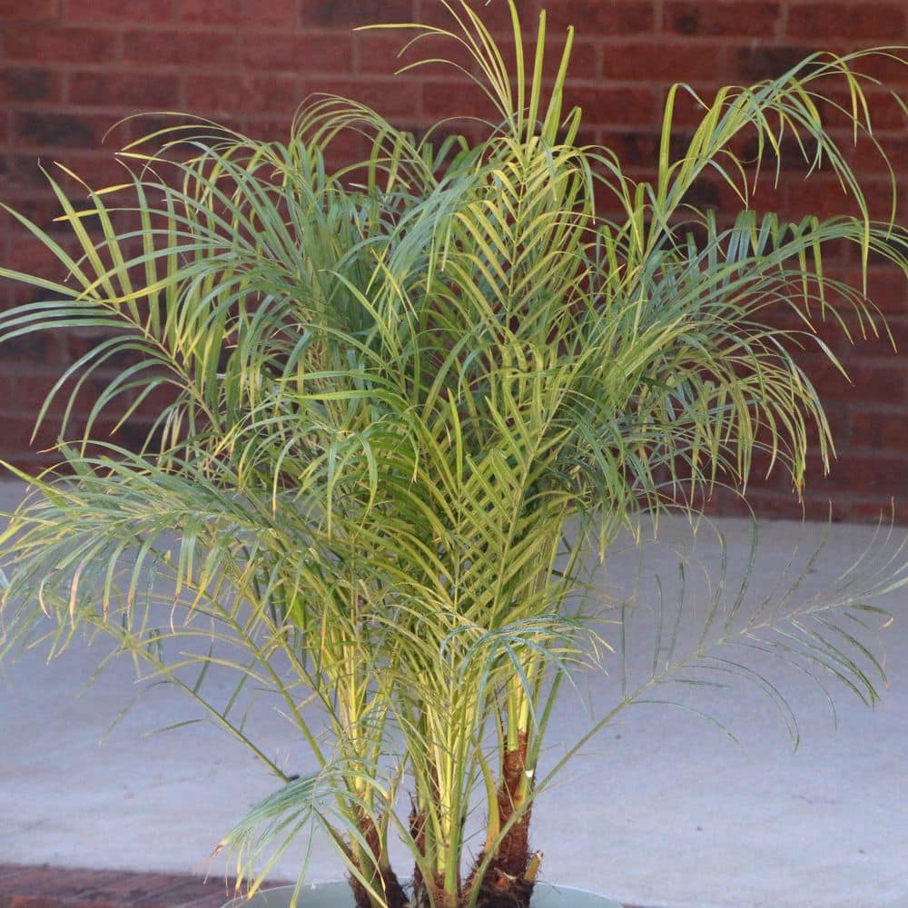 2 Gal. Robellini Palm Tree - Hercitys