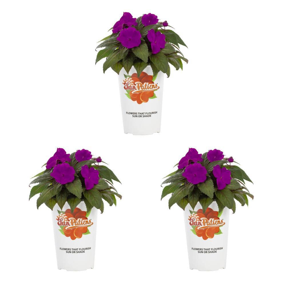 2 Qt. Compact Purple SunPatiens Impatiens Outdoor Annual Plant with Purple Flowers (3-Pack) - Hercitys