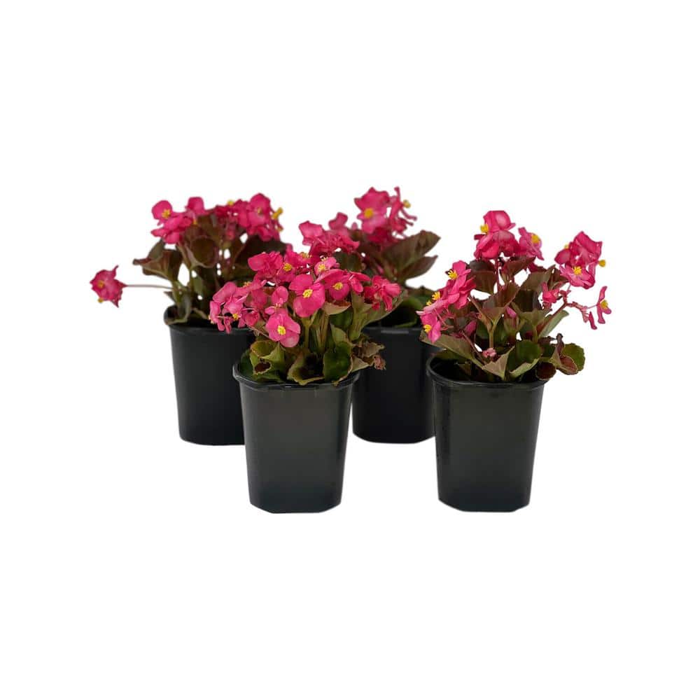 1.38 Pt.  Begonia Bronze Leaf Pink Flower in 4.5 In. Grower’s Pot (4-Plants) - Hercitys