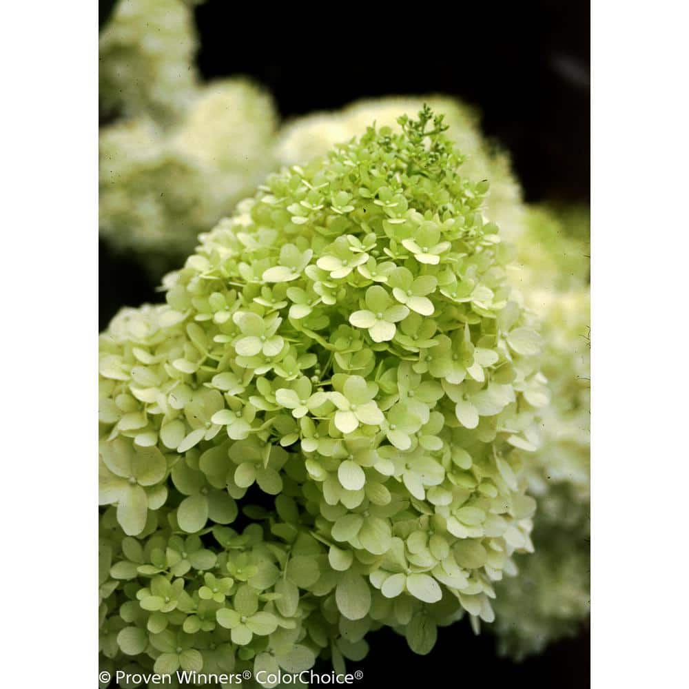 4.5 in. qt. Limelight Hardy Hydrangea (Paniculata) Live Shrub, Green to Pink Flowers - Hercitys
