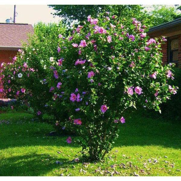 1 Gal. Lucy Rose of Sharon Hibiscus Shrub Unique Ruffled Pink Flowers, Among the Toughest Flowering Shrubs - Hercitys
