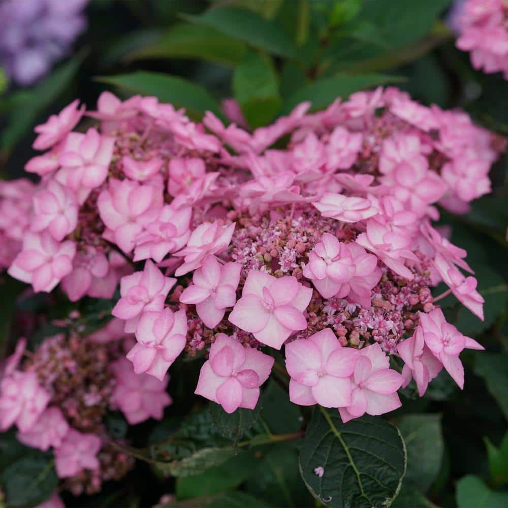 2 Gal. Let’s Dance Can Do Hydrangea Shrub with Pink Blooms - Hercitys