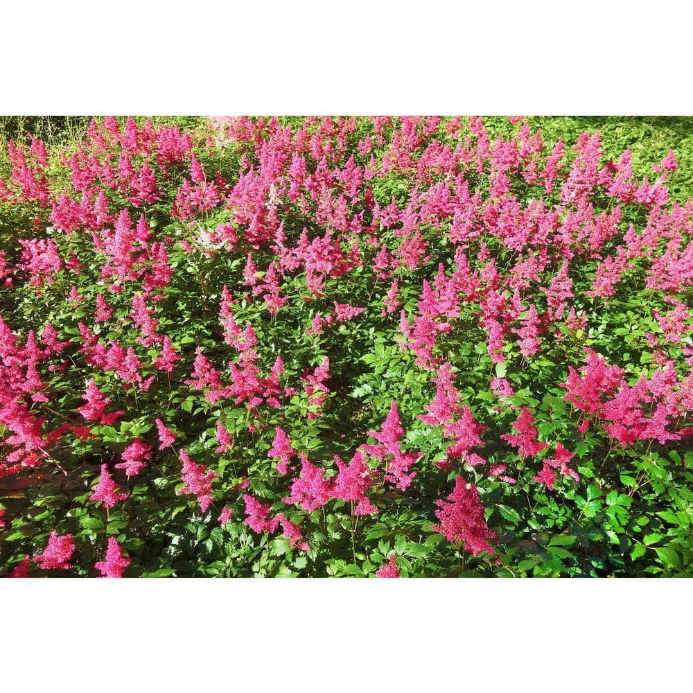 1 Gal. Anthony Waterer Spirea Shrub Huge Pyramidal Clusters of Rosepink Flowers, Dense Spreading Green Foliage - Hercitys