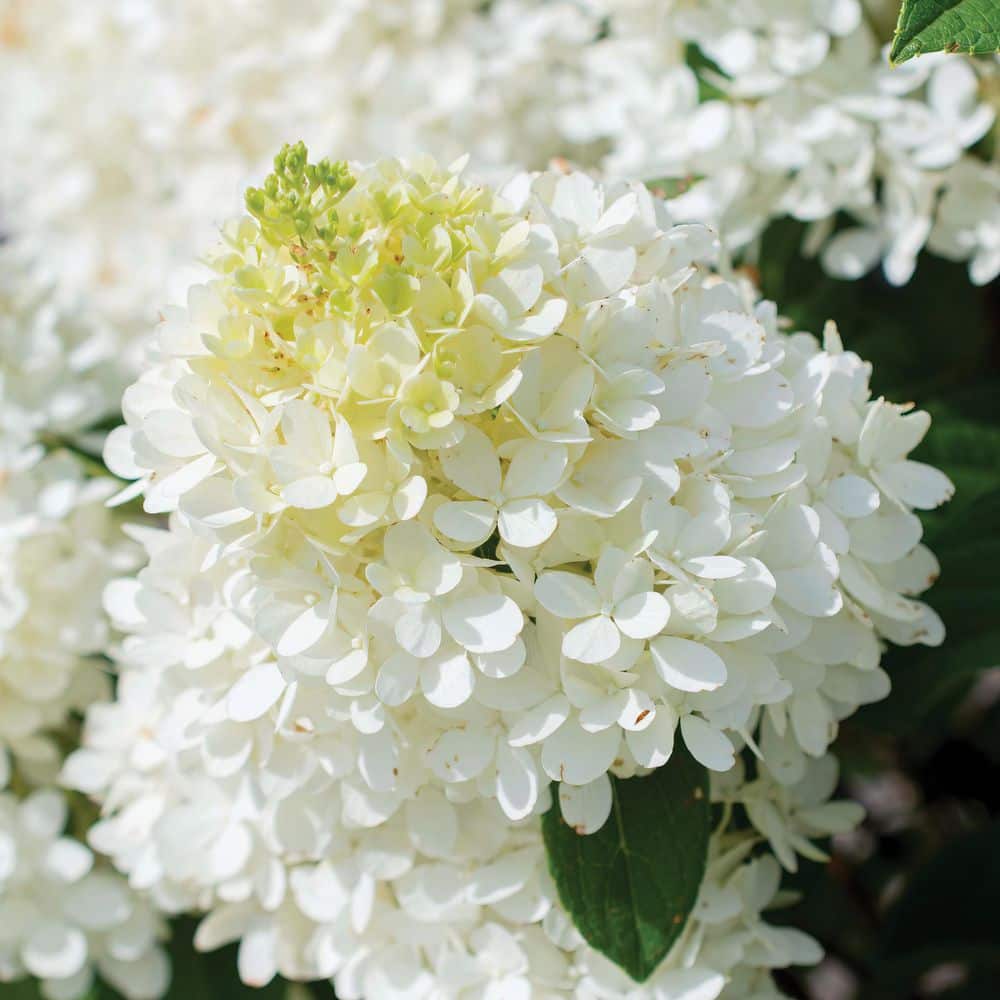 1 gal. Hydrangea Sweet Starlight Shrub with White and Pink Flowers - Hercitys