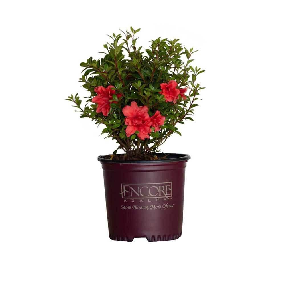 1 Gal. Autumn Princess Shrub with Salmon-Pink Reblooming Flowers - Hercitys