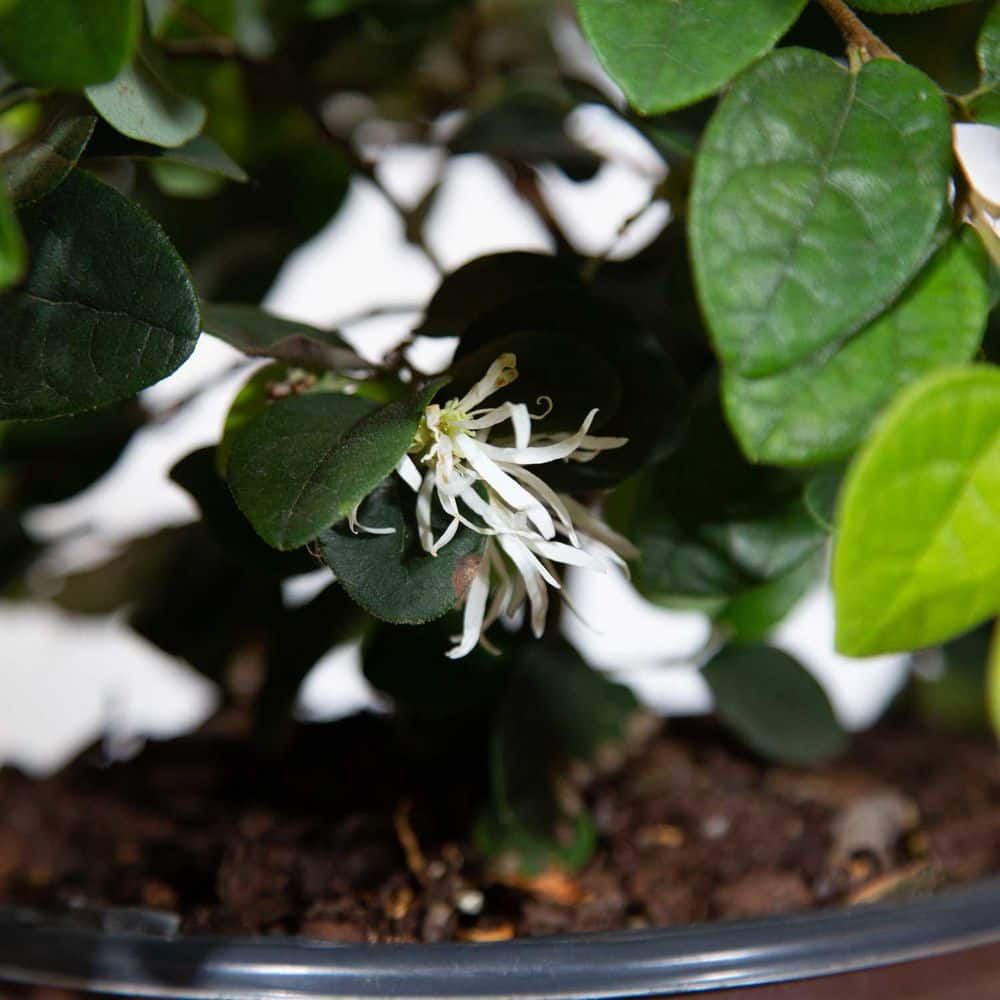 2.5 Qt. Emerald Snow Semi-Dwarf Loropetalum, Evergreen Shrub with Green Foliage, White Ribbon Blooms - Hercitys
