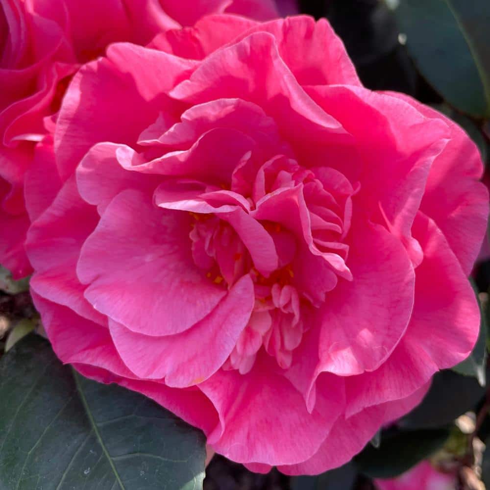 #5 container Spellbound Pink Camellia Plant - Hercitys