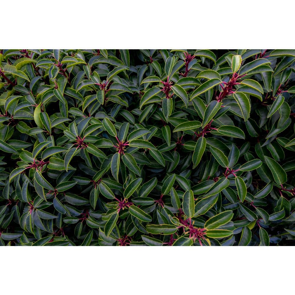 1 Gal. Portuguese Evergreen Laurel Shrub with Fragrant White Flowers and Small Red Cherries - Hercitys