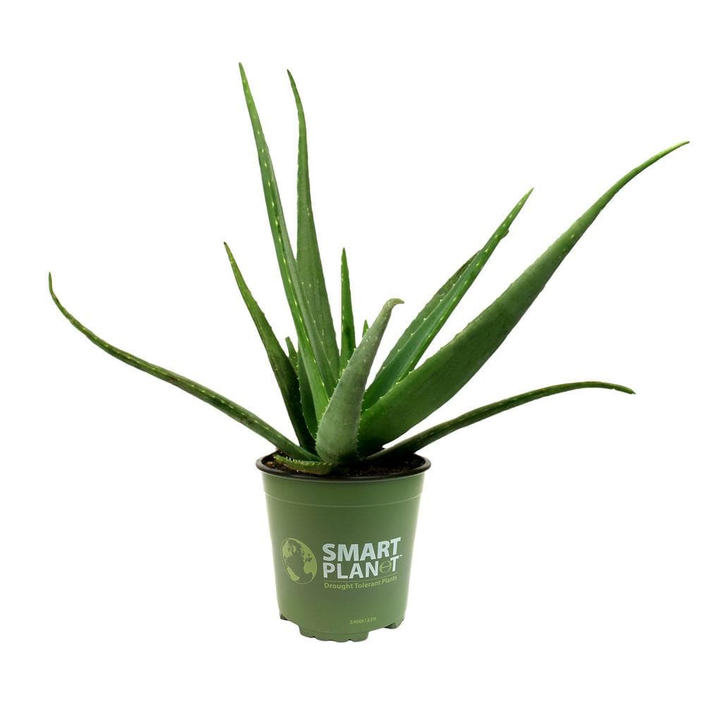 1G Single Aloe Vera in Nursery Pot - Hercitys