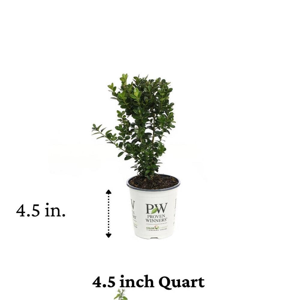 4.5 in. Qt. Sprinter Boxwood (Buxus) Live Evergreen Shrub, Green Foliage - Hercitys