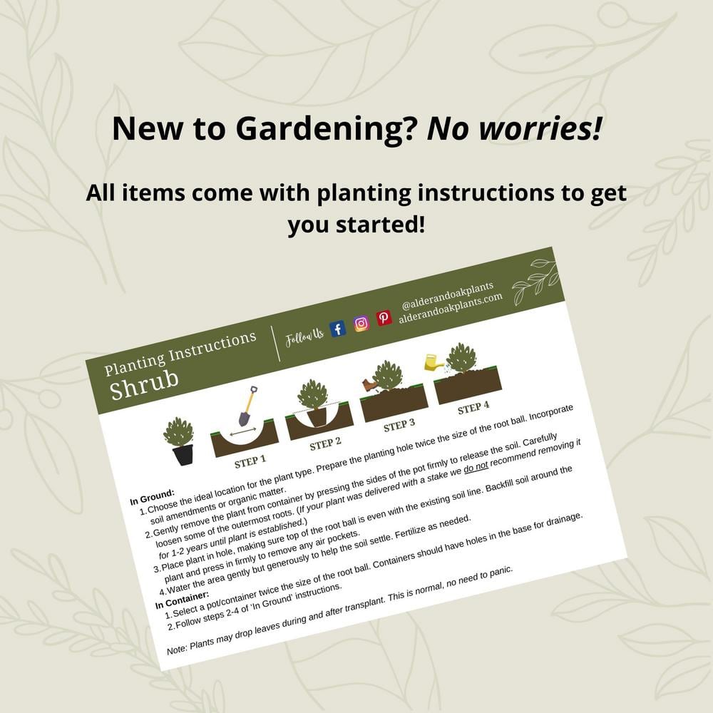 5-Container Red Tip Photinia Evergreen Privacy Shrub (2-pack) - Hercitys