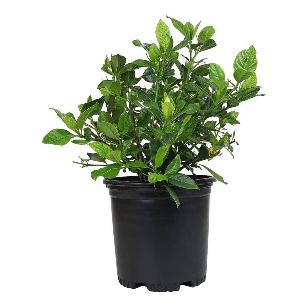 1 Gal. Gardenia Jasminoides August Beauty Shrub Plant - Hercitys