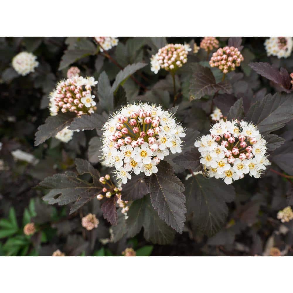 1 Gal. Diabolo Ninebark Shrub - Hercitys