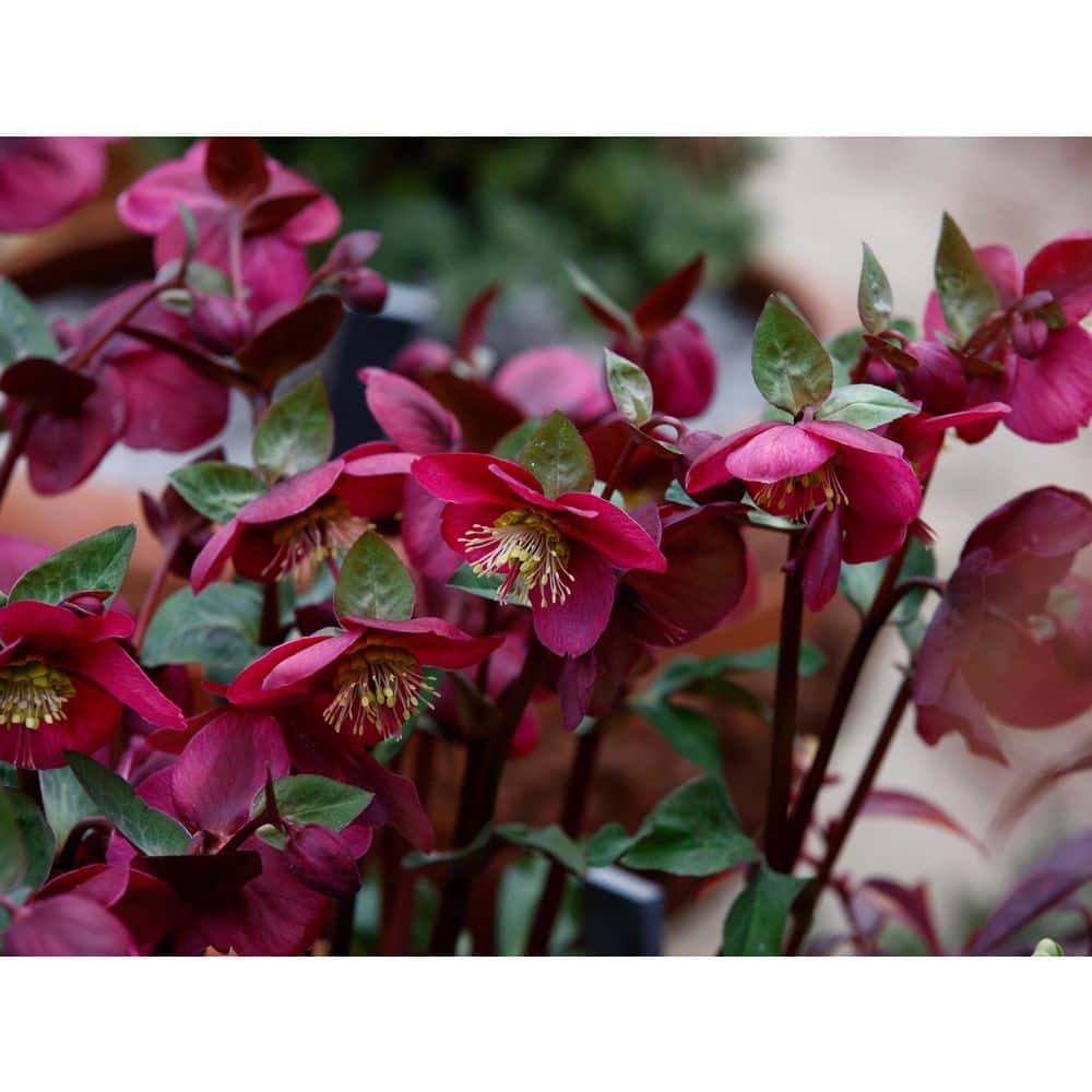 1 gal. Anna’s Red Hellebore Live Flowering Shade Perennial Plant with Deep Red Flowers - Hercitys