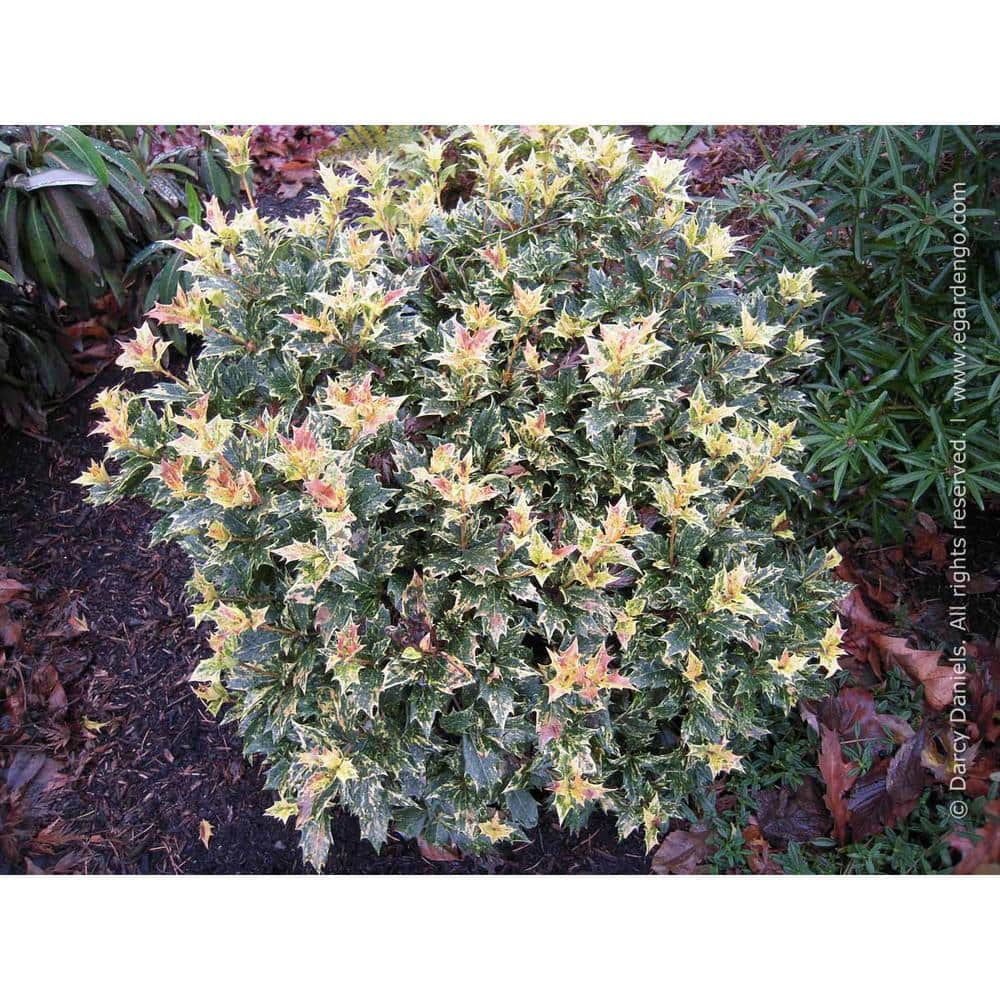 1 gal. Goshiki Tea Olive Evergreen Shrub with Five Stunning Colors Displayed Throughout Foliage (2-Pack) - Hercitys