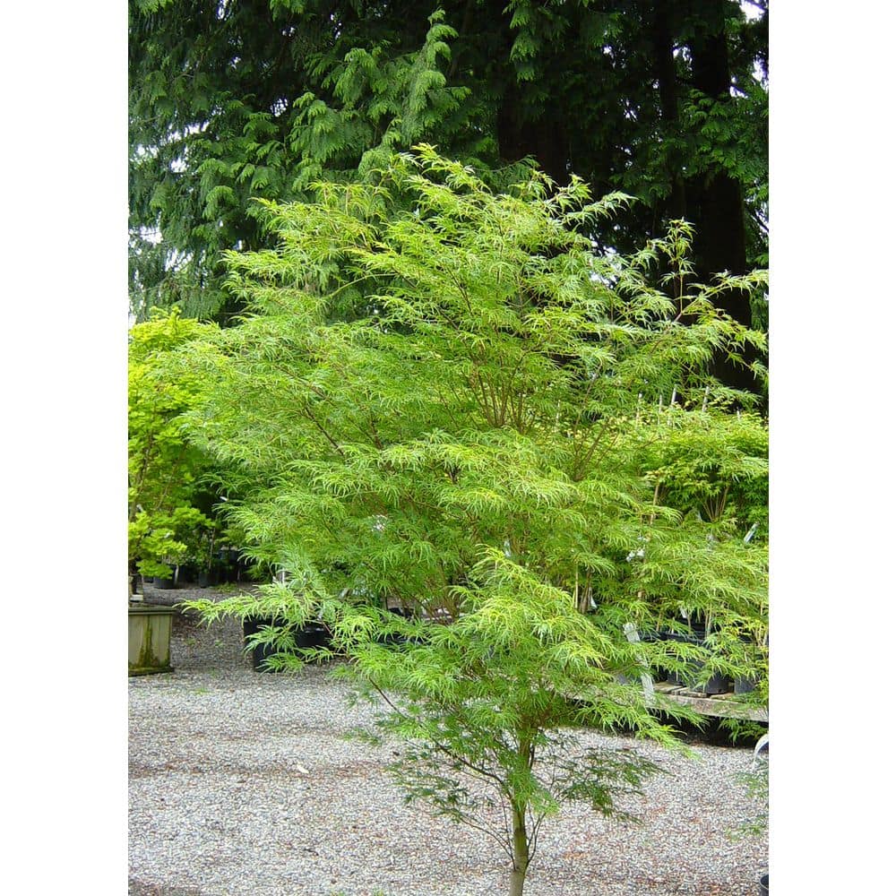1 Gal. Seiryu Deciduous Japanese Maple Tree - Hercitys