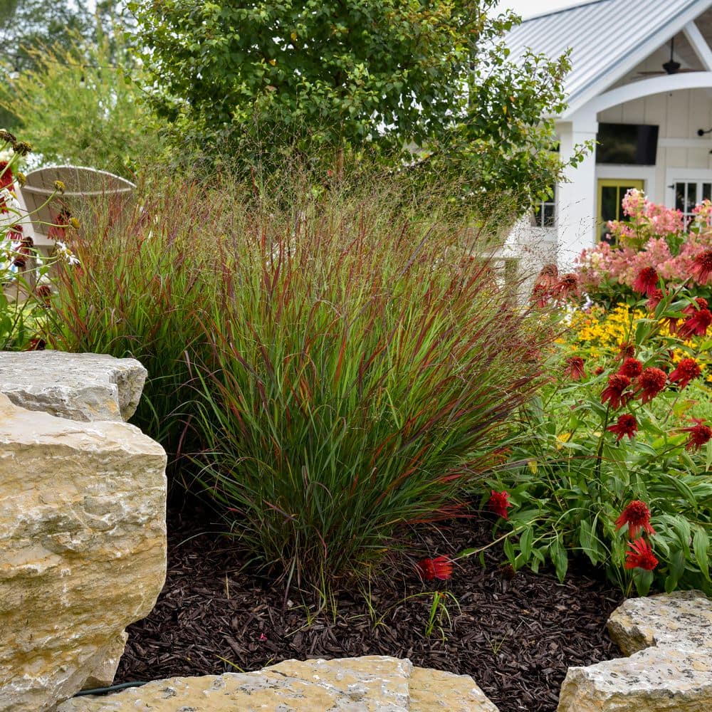 0.65 Gal. Prairie Winds Cheyenne Sky Red Switch Grass (Panicum Virgatum) Live Perennial Plant - Hercitys