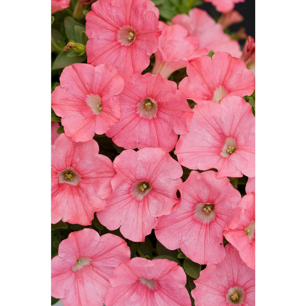 4.25 in. Eco+Grande Supertunia Bermuda Beach (Petunia) Live Plant, Coral Pink Flowers (4-Pack) - Hercitys