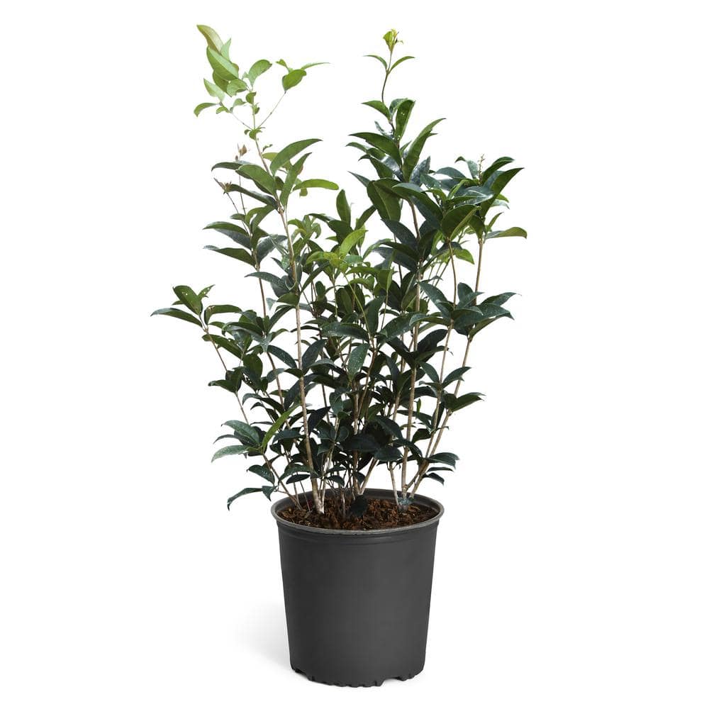 3 Gal. Fragrant Tea Olive Shrub - Hercitys