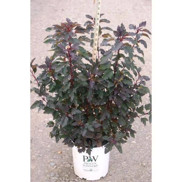 1 Gal. Summer Wine Ninebark Shrub - Hercitys