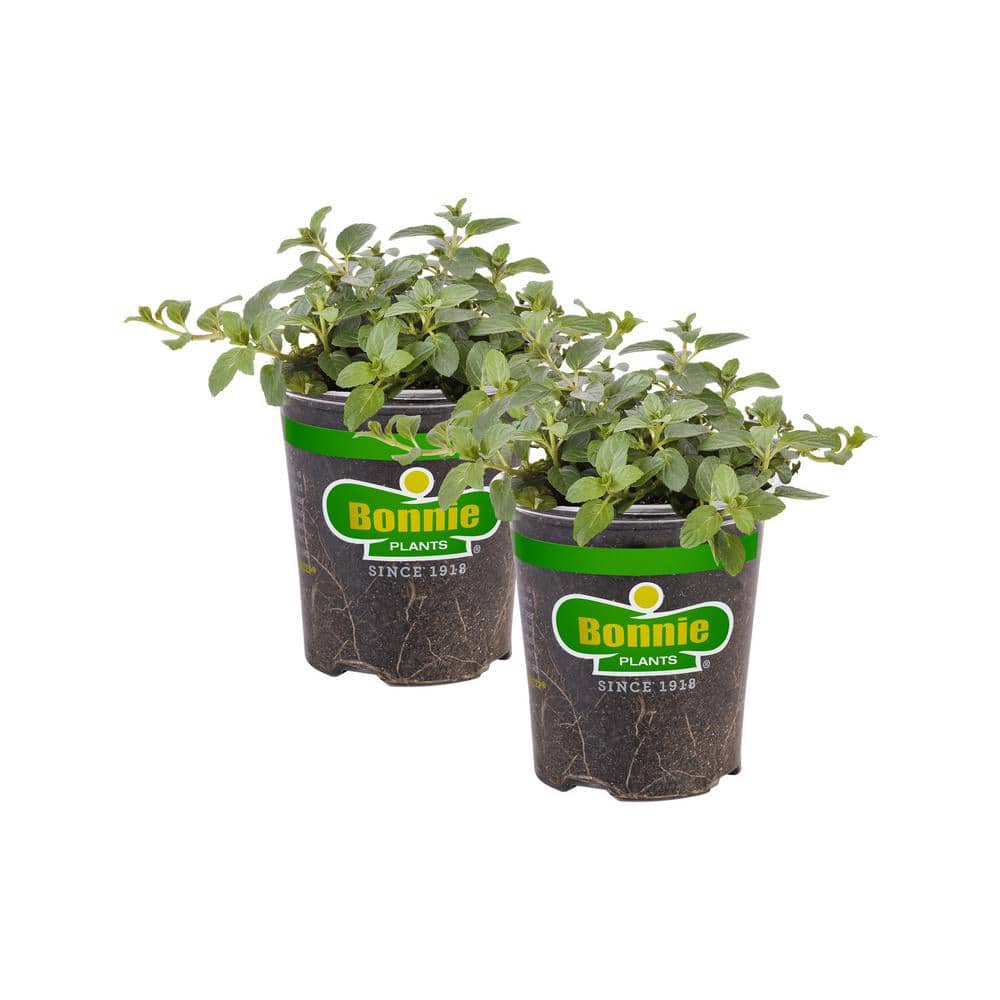 19 oz. Peppermint Herb Plant (2-Pack) - Hercitys