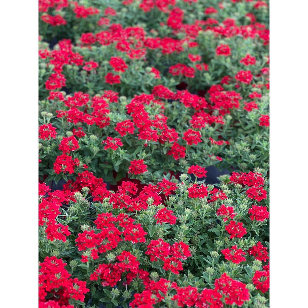 1.5 Gal. Verbina Plant Firehouse Red Flower in 8.25 in. Grower’s Pot - Hercitys
