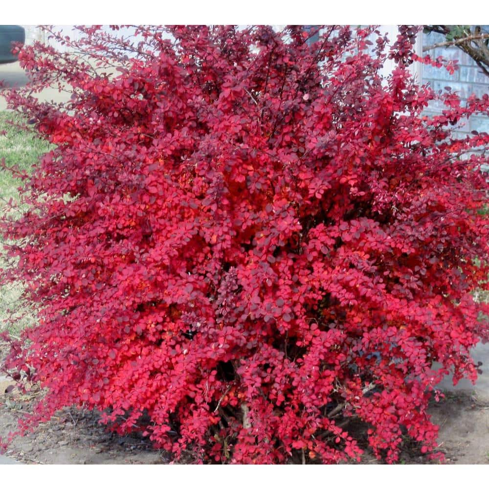 1 Gal. Rose Glow Barberry Shrub Deep Purple Foliage Naturally Mottled with Rosepink Splashes - Hercitys
