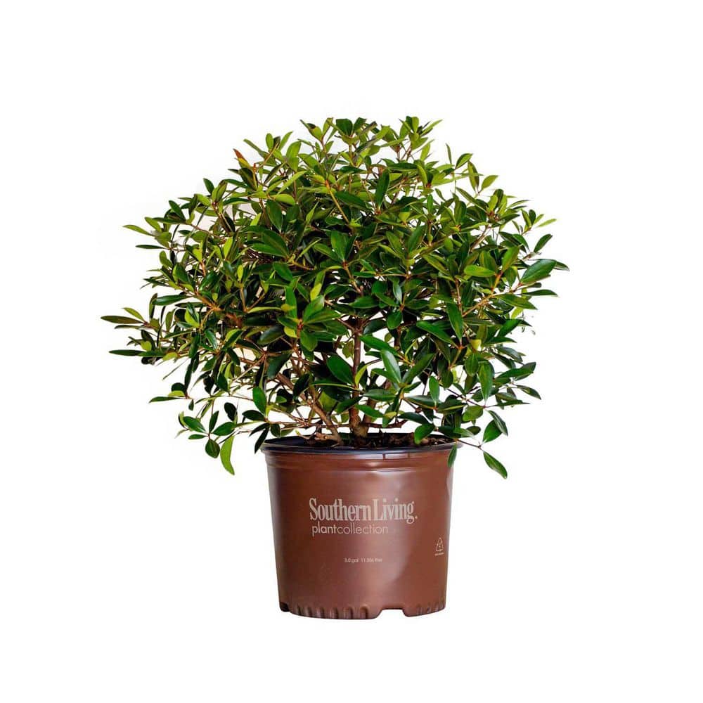 3 Gal. Bronze Beauty Cleyera – Live Compact Evergreen Shrub, Glossy Foliage - Hercitys