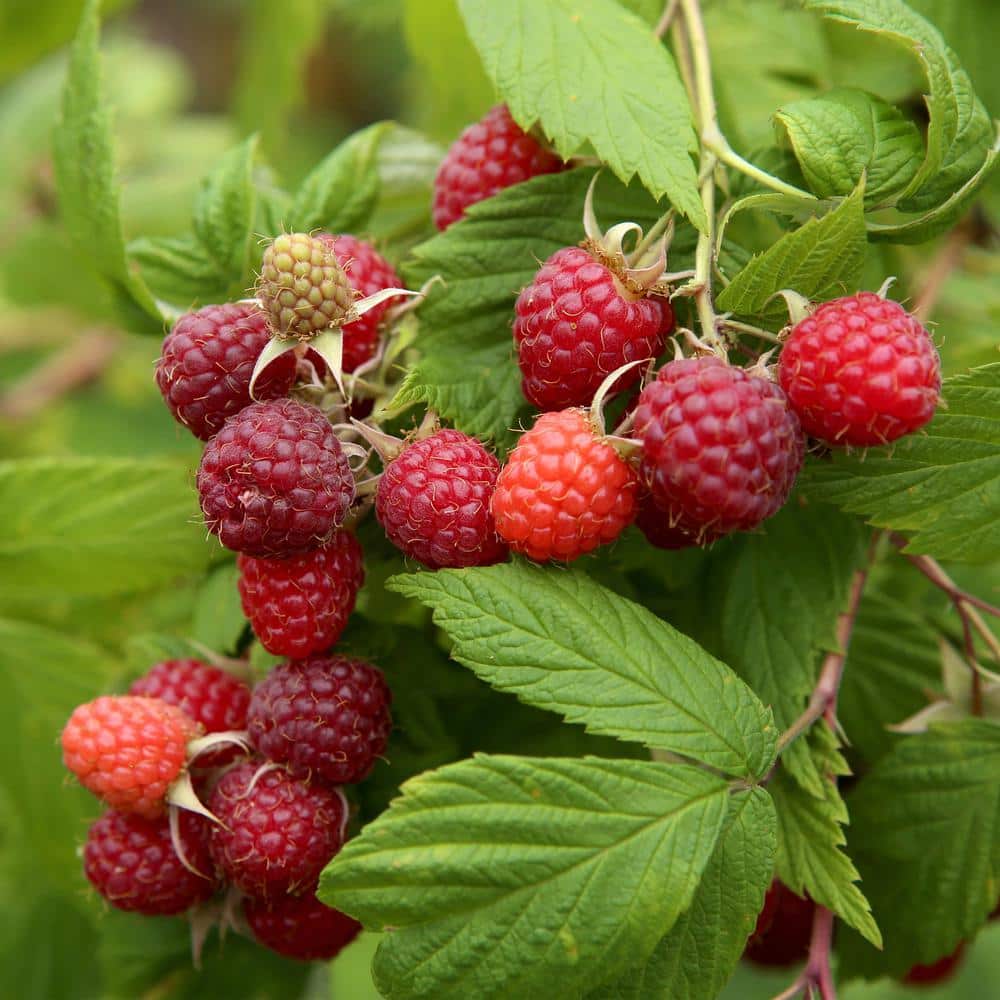 1-Year, Brandywine Raspberry Plant, Live Bare Root, Non-GMO (Bag of 1) - Hercitys